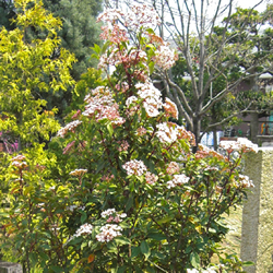 お庭の展示場 庭の植物 常緑ガマズミ