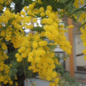 お庭の展示場 庭の植物 ミモザ